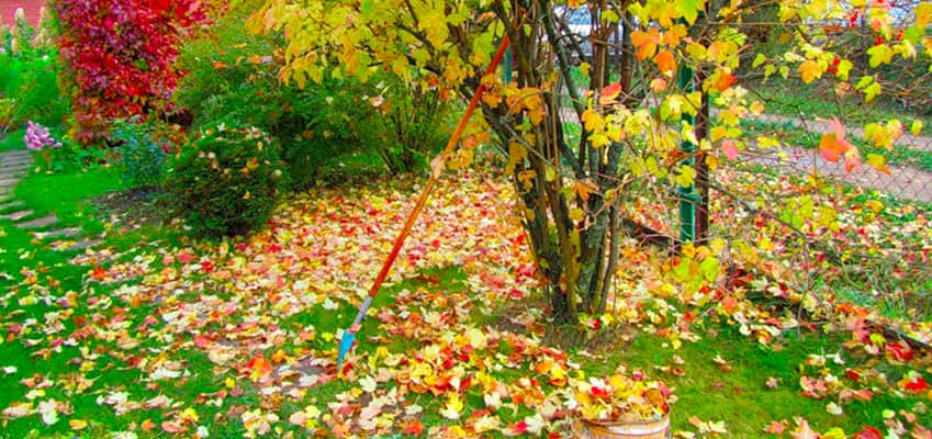 Есенни грижи за красива трева през пролетта